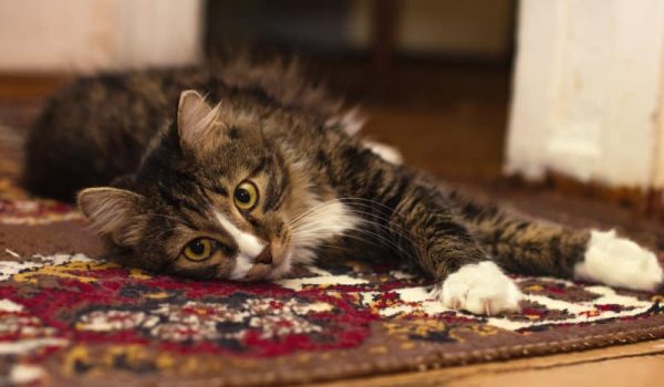 Carpet Cleaning Cat on Rug